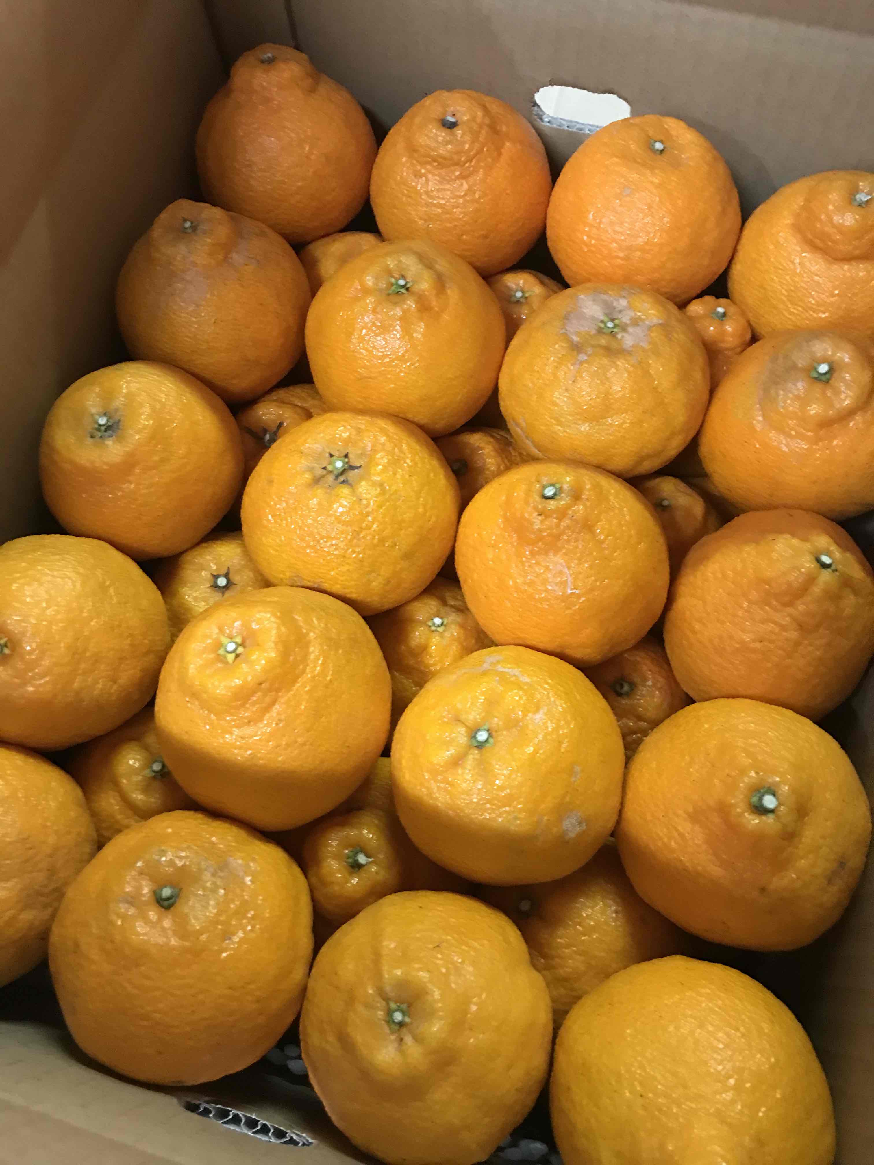 ハウス不知火（デコポン）小玉(2L以下)10kg