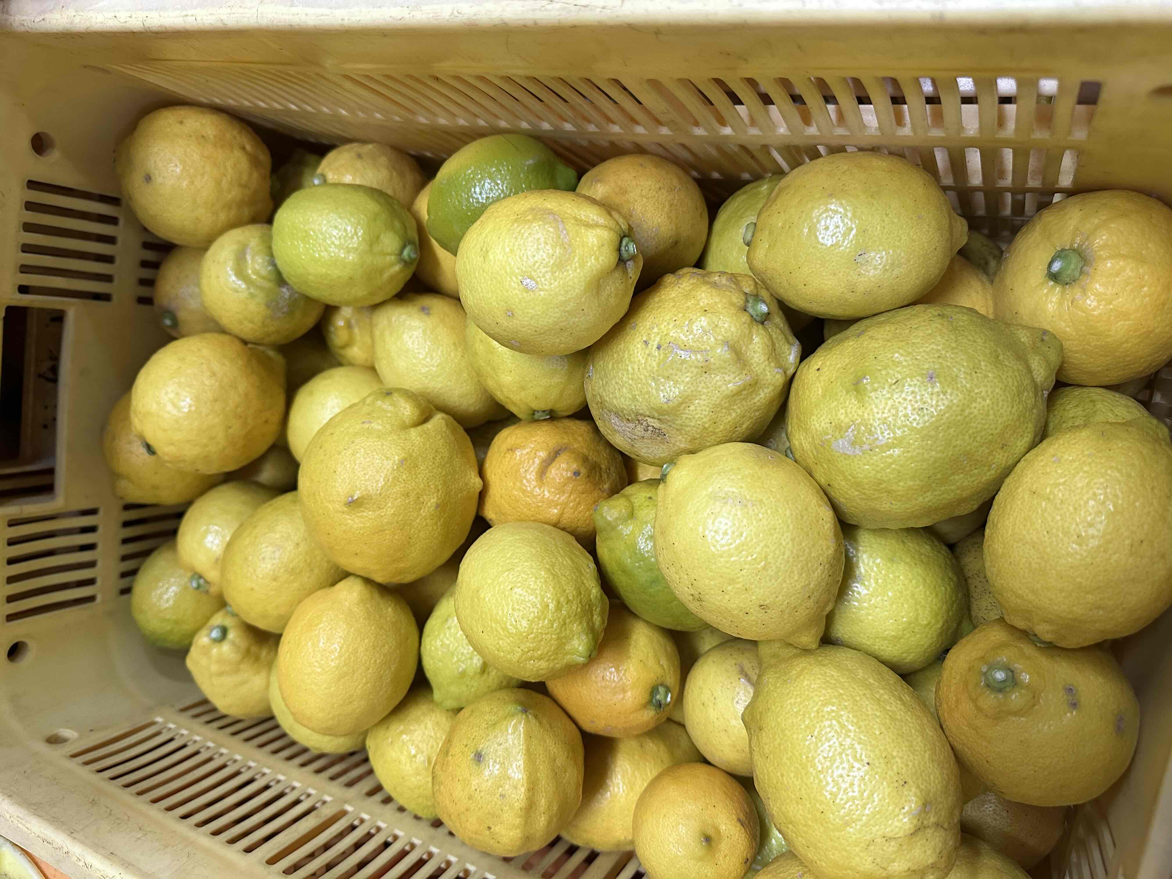 嫁のガジレモン10Kg(家庭用)　農薬不使用　完売