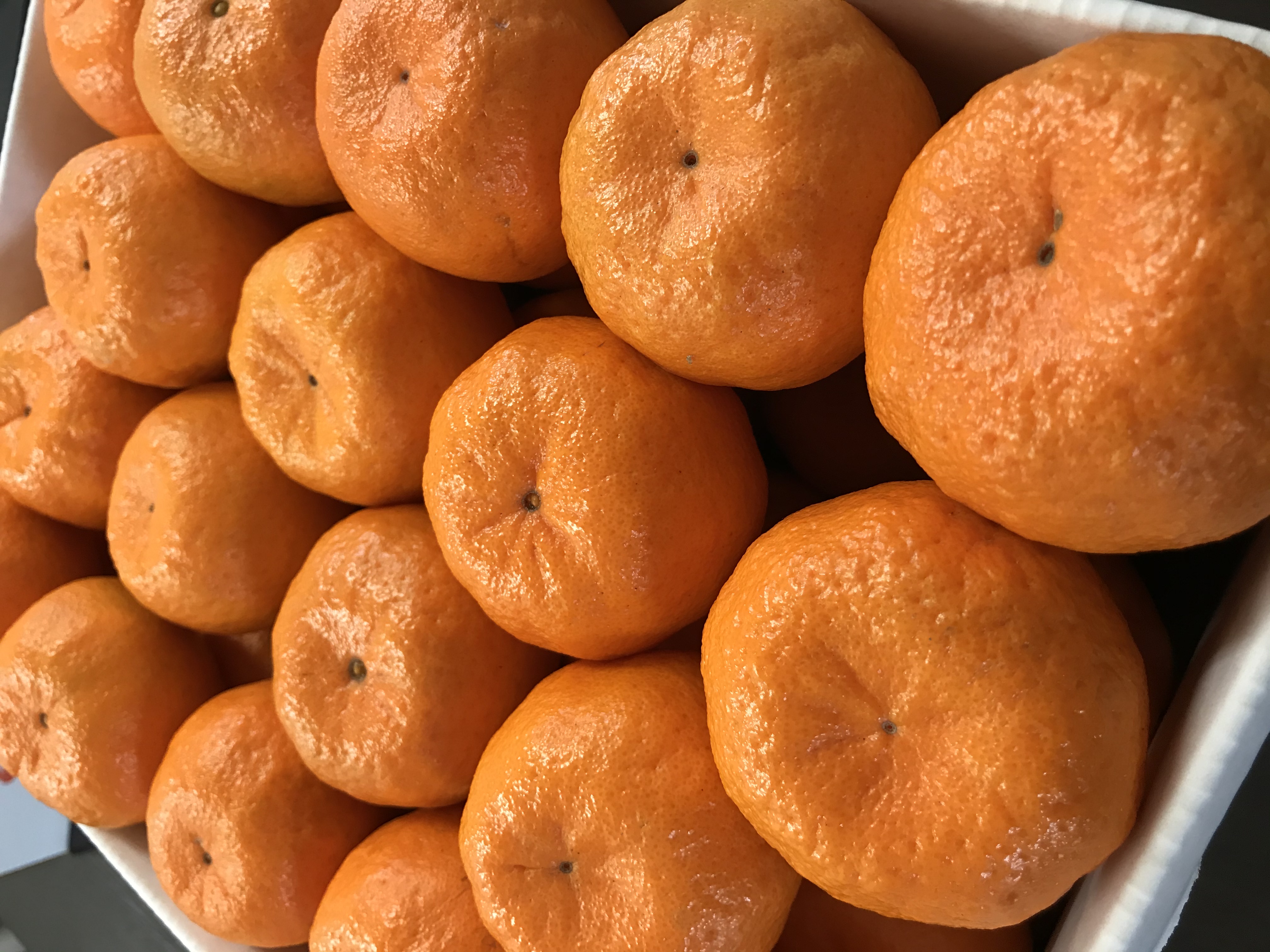 ポンカン S玉　10kg