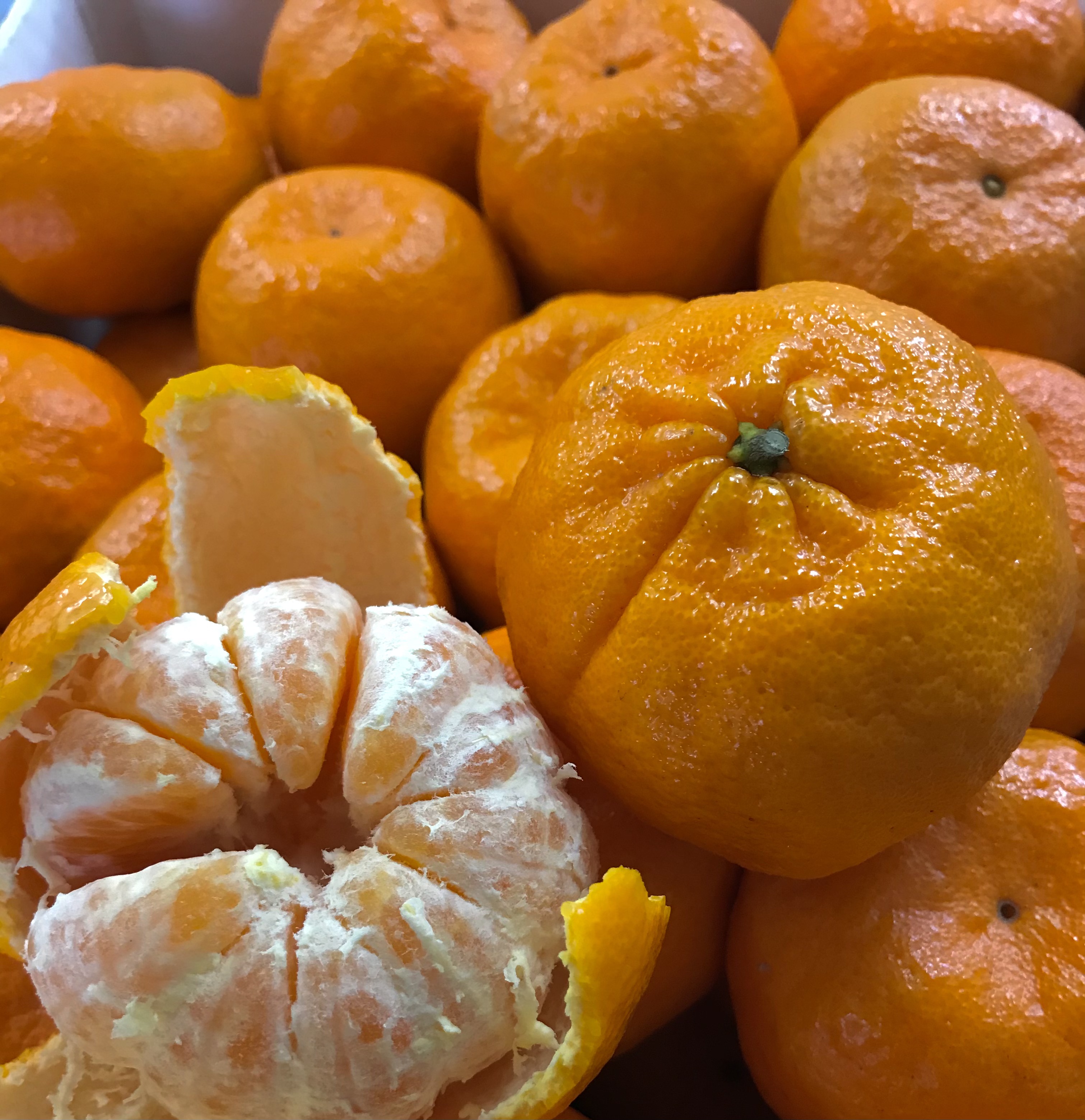 ポンカン10kg（家庭用）