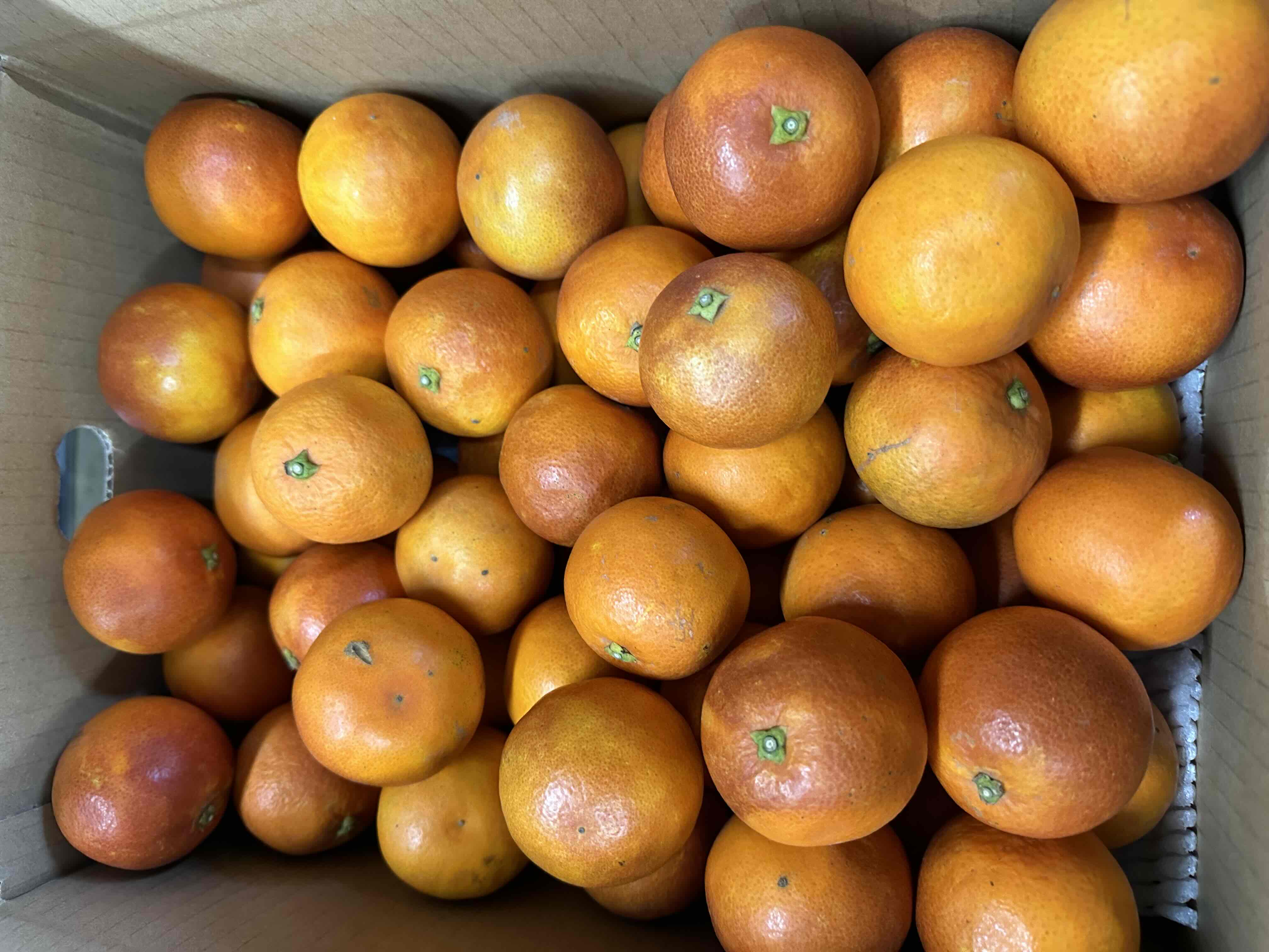 ブラッドオレンジ5㎏（家庭用小玉）