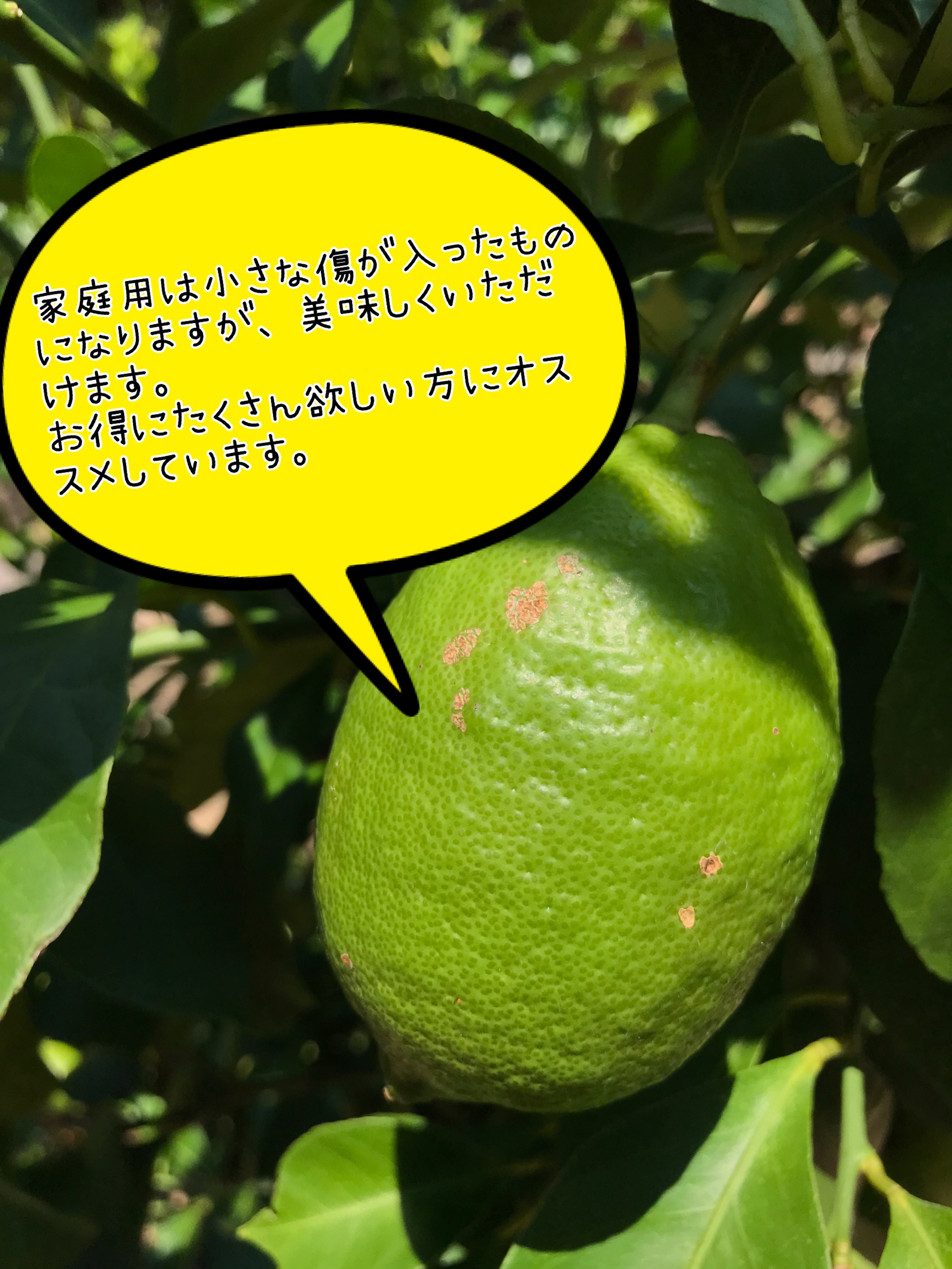 A-68 天草産 璃の香レモン 1.5kg (国産 グリーンレモン) - 通販