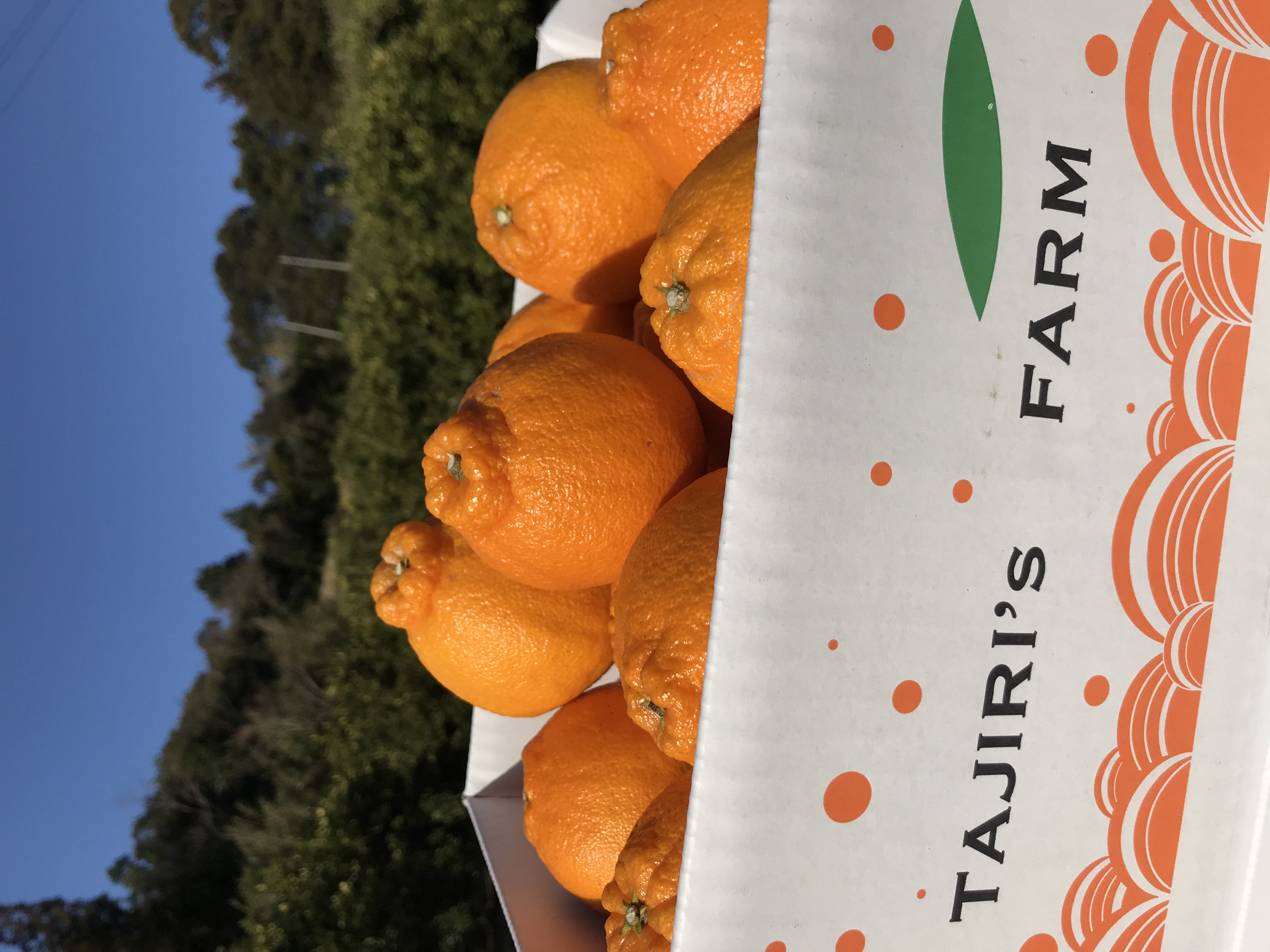 露地不知火（デコポン）10kg