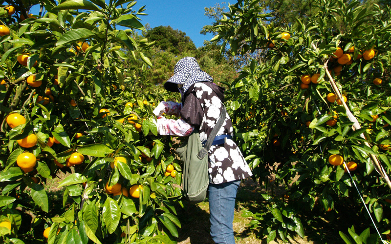 田尻農園