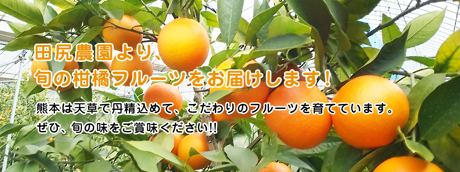 あまくさ柑橘の田尻農園